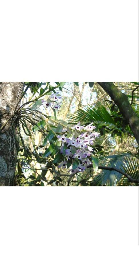 푸에르토이과수 Jardin De Naipi 2 아파트 외부 사진