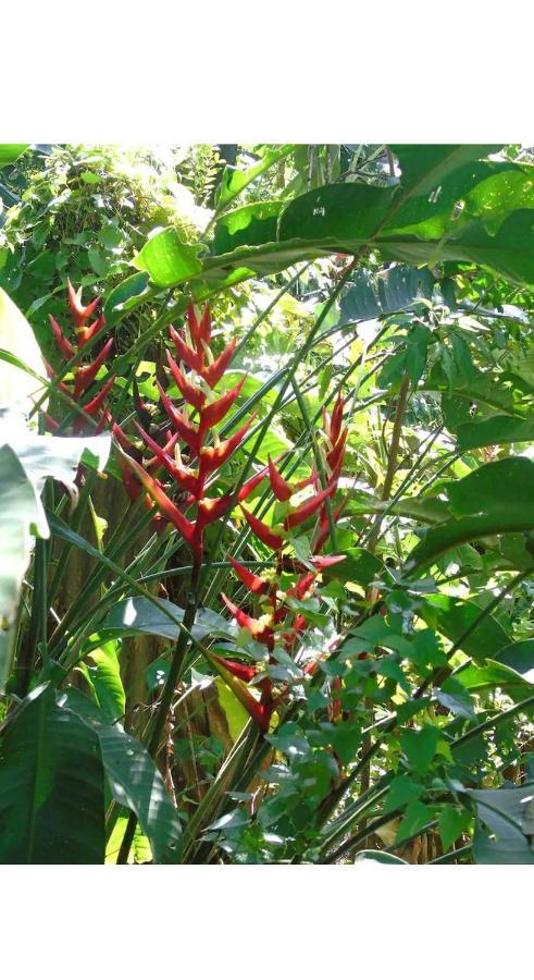 푸에르토이과수 Jardin De Naipi 2 아파트 외부 사진